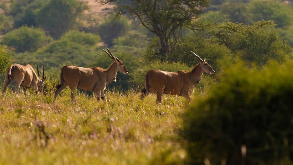 The Greater Kudu