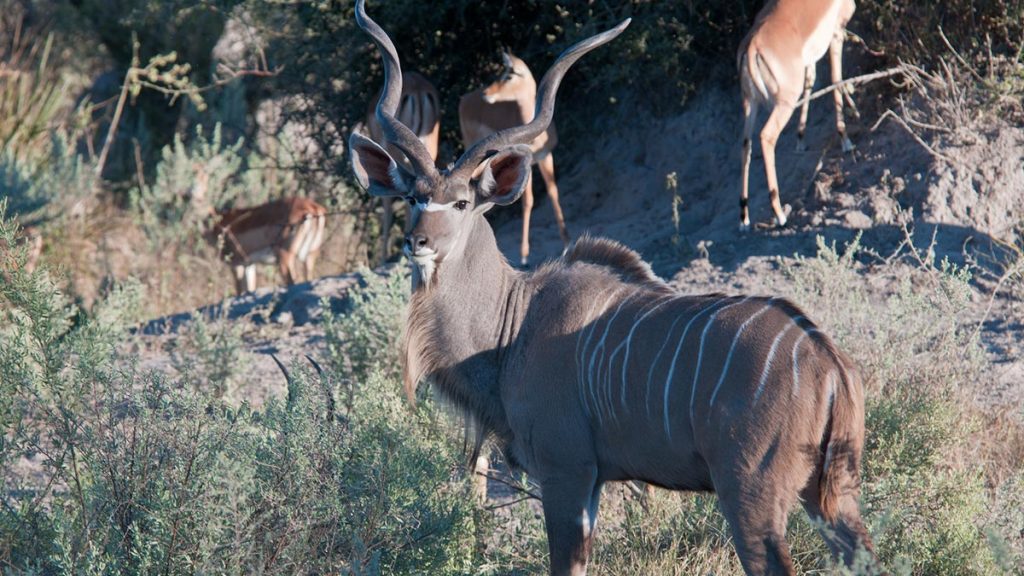 The Greater Kudu