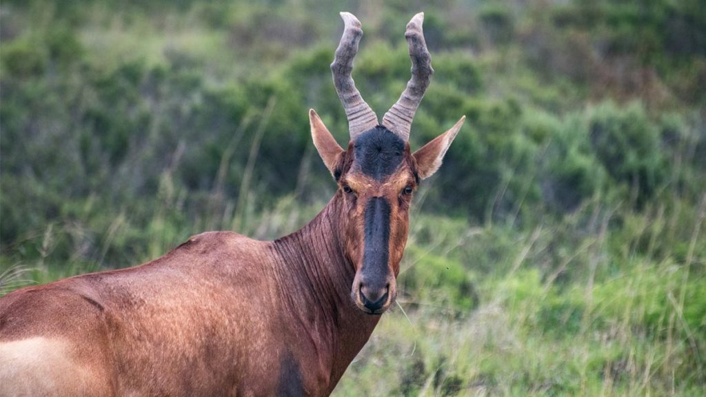 The Jackson’s hartebeest