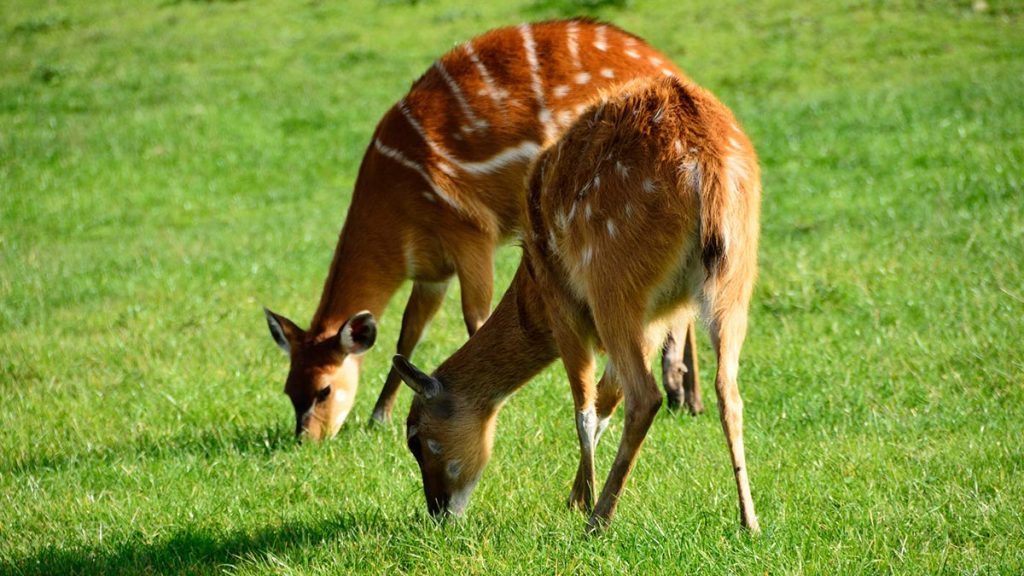 Sitatunga