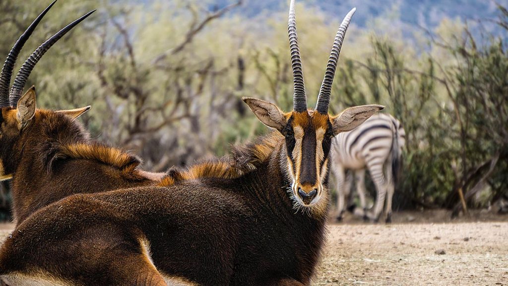 Sable Antelope