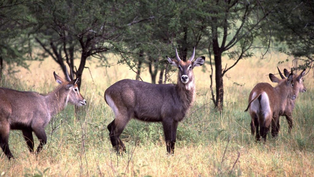 The waterbuck