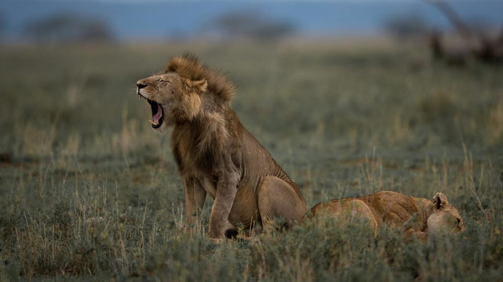 Serengeti National Park - East Africa Travel Sites